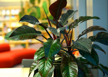 Est-ce que le calathea Est-il toxique ?