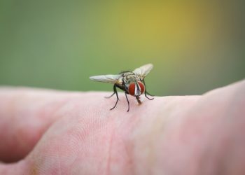 Pourquoi les mouches piquent elles ?