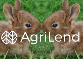 Qui tue les lapins ?