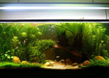 Comment bien installer un aquarium ?