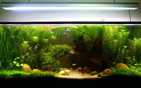 Comment bien installer un aquarium ?