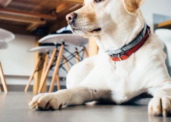 Comment protéger la patte de mon chien ?