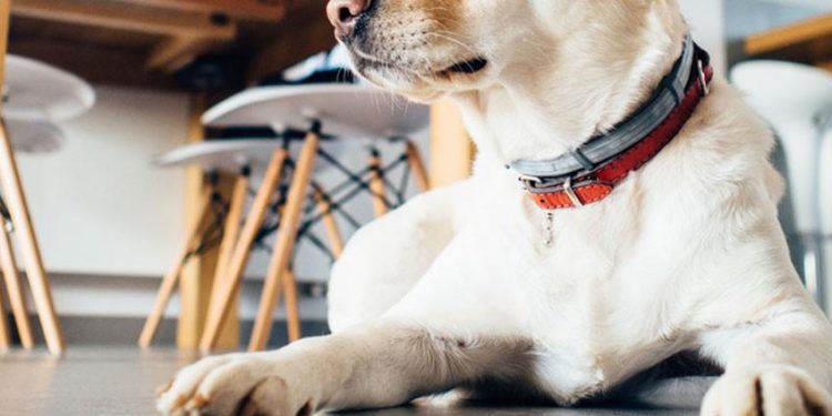 Comment protéger la patte de mon chien ?