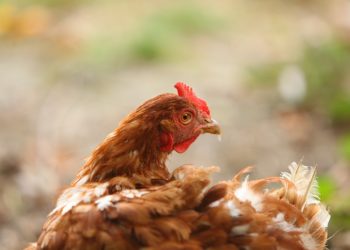 Pourquoi ma poule araucana ne pond pas ?