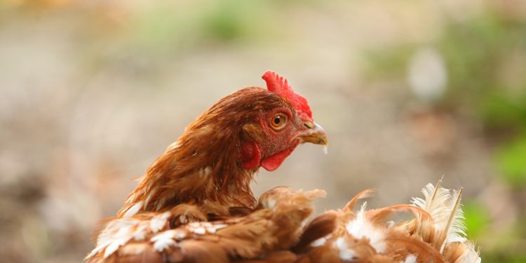 Pourquoi ma poule araucana ne pond pas ?