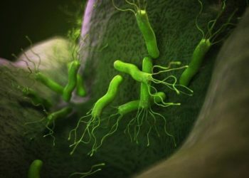Comment éliminer Helicobacter pylori ?