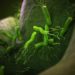 Comment éliminer Helicobacter pylori ?