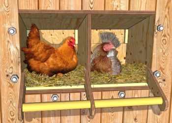 Comment faire pour que les poules pondent dans le pondoir ?