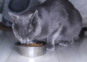 Quelle marque aliment pour chat stérilisé ?