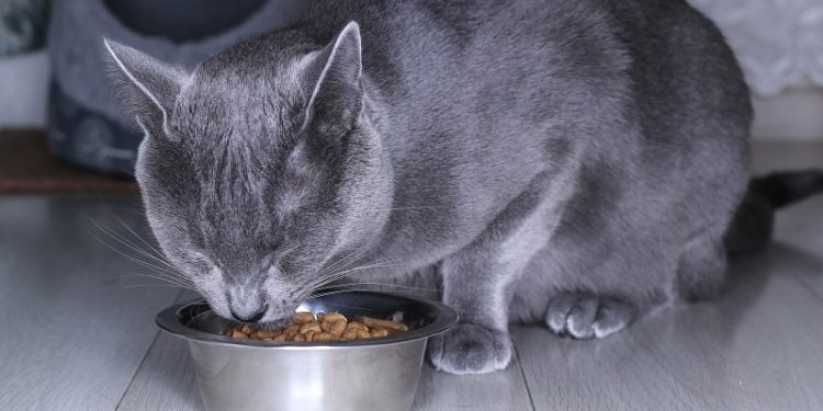 Quelle marque aliment pour chat stérilisé ?