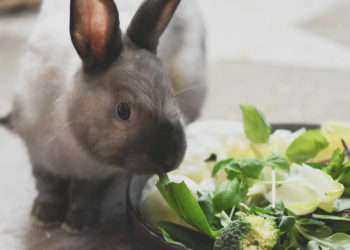 Quelle verdure donner à mon lapin ?