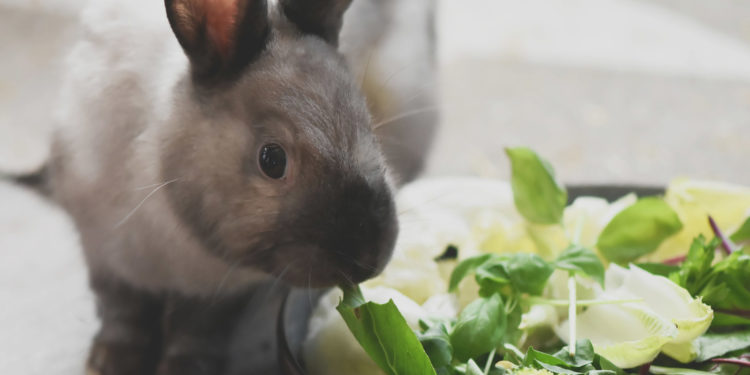 Quelle verdure donner à mon lapin ?