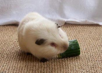 Comment nourrir un jeune cochon d'Inde ?