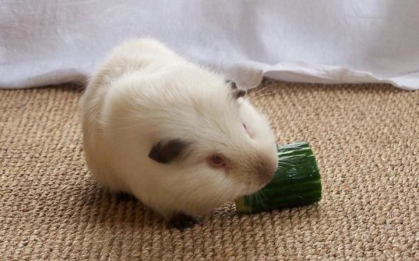 Comment nourrir un jeune cochon d'Inde ?