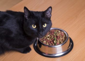 Quelle quantité de nourriture humide pour chat ?