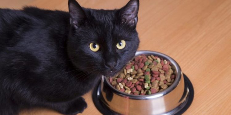 Quelle quantité de nourriture humide pour chat ?