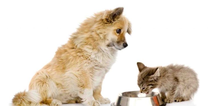 Qu'est-ce qu'on peut donner à manger au chat ?