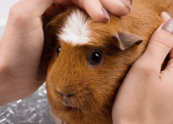 Quelle est la fréquence des repas pour un cochon d'Inde ?