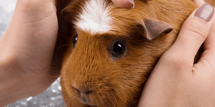 Quelle est la fréquence des repas pour un cochon d'Inde ?