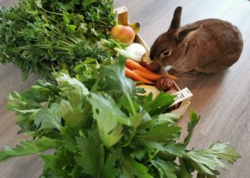 Quelle quantité de légumes pour un lapin ?