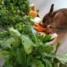 Quelle quantité de légumes pour un lapin ?