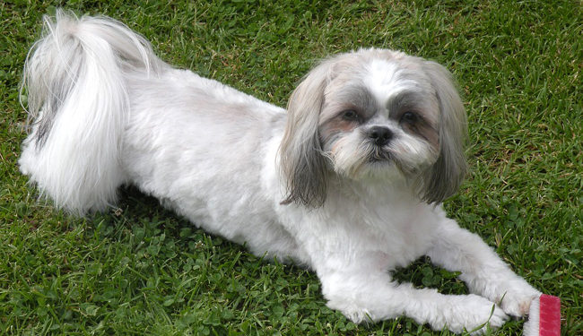 Quel sabot pour tondre un Yorkshire ?