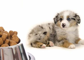 Quelle quantité de croquettes pour un chiot de 2 mois berger allemand ?