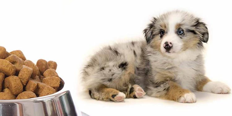 Quelle quantité de croquettes pour un chiot de 2 mois berger allemand ?