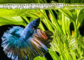 Quel taille d'aquarium pour un combattant ?