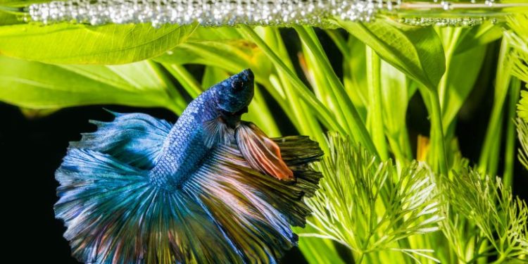 Quel taille d'aquarium pour un combattant ?