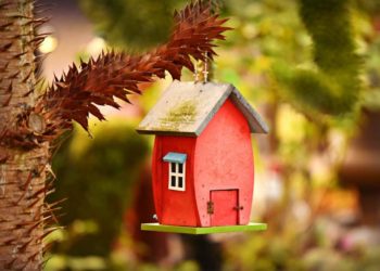 Comment boit un oiseau ?