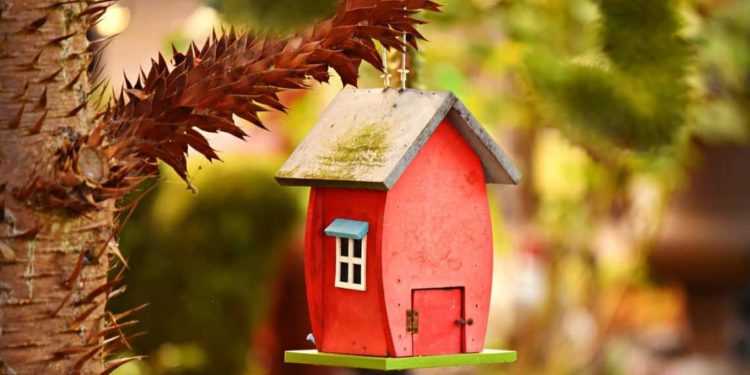 Comment boit un oiseau ?