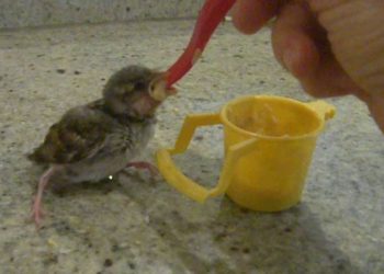 Quelle nourriture pour moineau ?