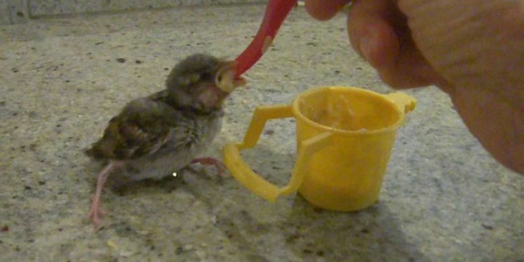 Quelle nourriture pour moineau ?