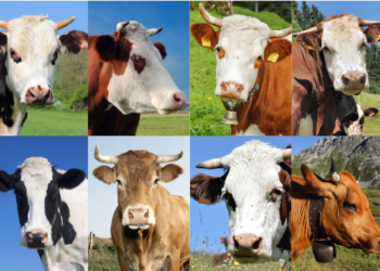 Comment s'appelle les vaches noires et blanches ?