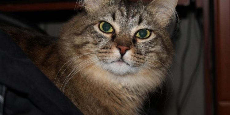 Comment faire pour que mon chat ne miaule pas la nuit ?