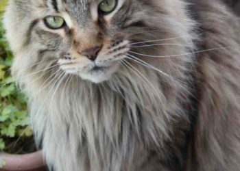 Quelle est la pire race de chat ?