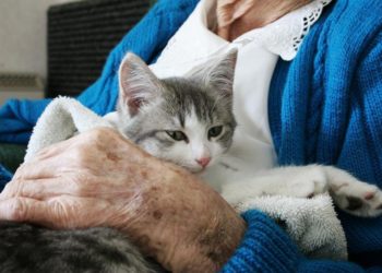 Quel est le meilleur chat de compagnie ?