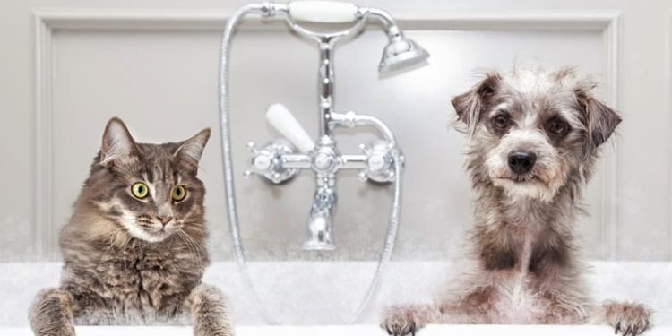 Quel chien demande le moins d'entretien ?