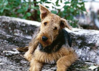 Quelle est la race du chien Milou ?