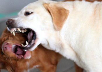 Quelle est la pire race de chien ?