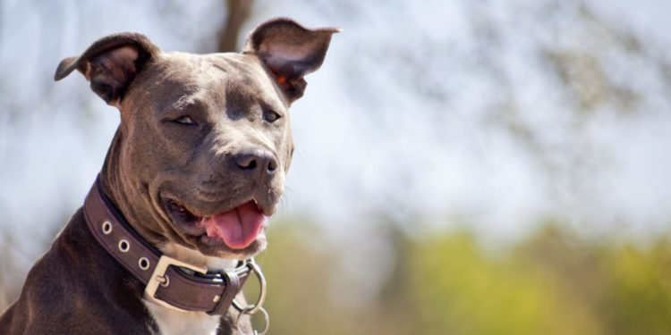 Pourquoi le pitbull est interdit en France ?