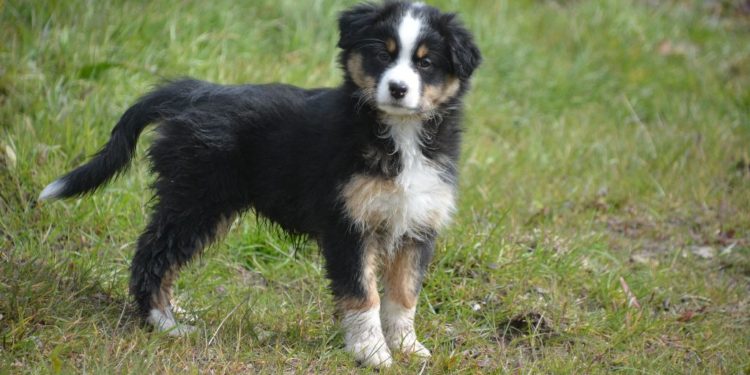 Pourquoi le Berger Australien n'a pas de queue ?