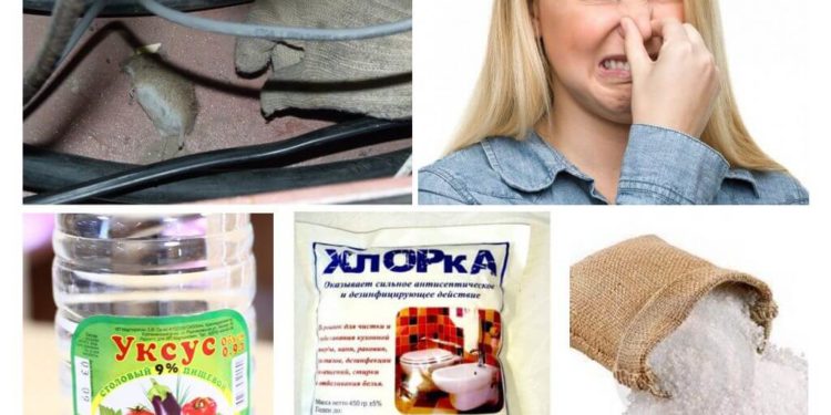 Comment se débarrasser de l'odeur de chien dans la maison ?