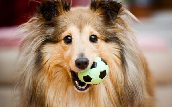 Quels sont les chiens qui perdent le plus de poils ?