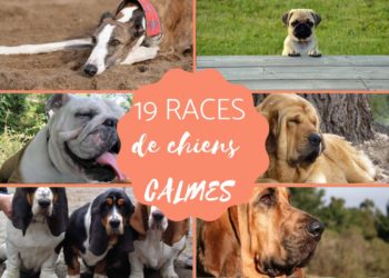 Quelles sont les races de chien qui peuvent rester seul ?