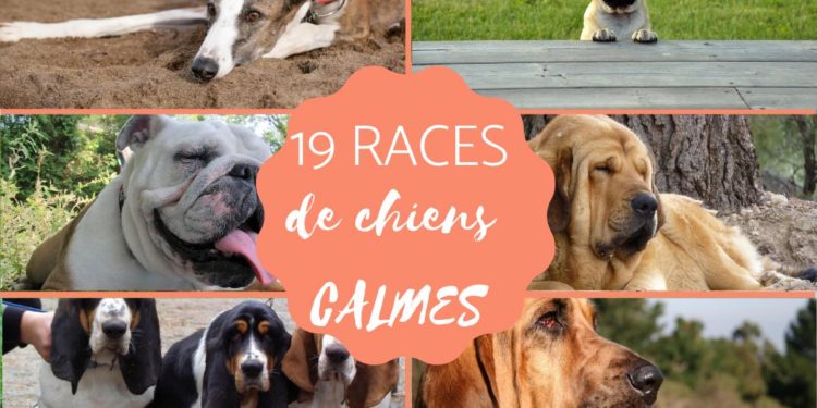 Quelles sont les races de chien qui peuvent rester seul ?