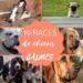 Quelles sont les races de chien qui peuvent rester seul ?