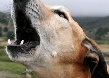 Comment faire aboyer un chien qui n'aboie pas ?