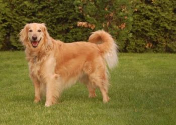 Quel chien s'entend avec les Golden Retriever ?